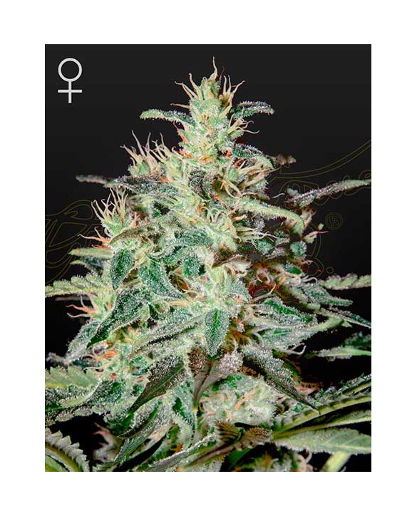 White Lemon | Green House Seeds White Lemon | Green House Seeds