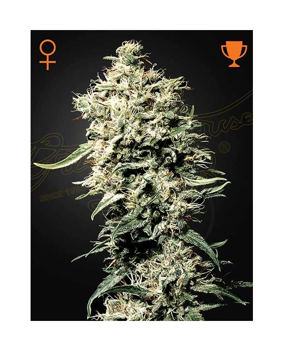 White Rhino | Green House Seeds White Rhino | Green House Seeds