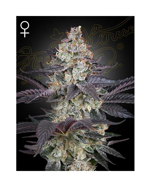 Ztrawberry | Green House Seeds Ztrawberry | Green House Seeds