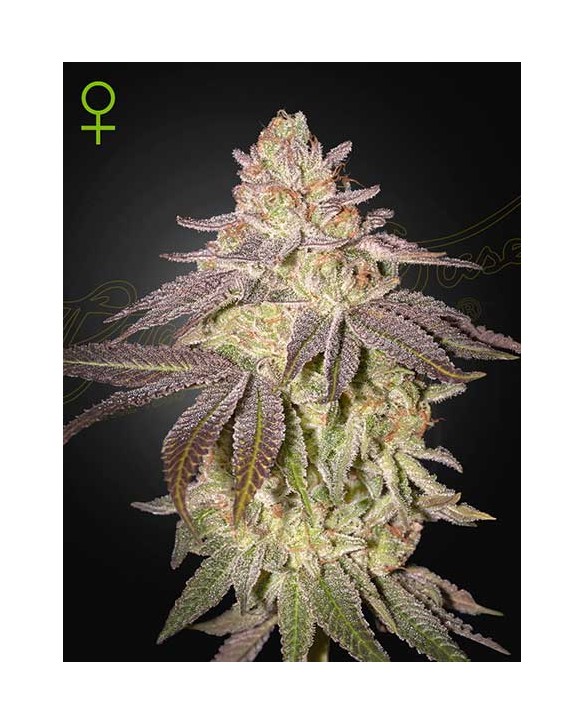 Black Toffee Auto | Green House Seeds Black Toffee Auto | Green House Seeds