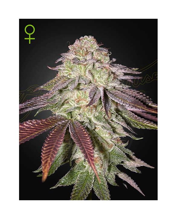 Sugarlato Auto | Green House Seeds Sugarlato Auto | Green House Seeds
