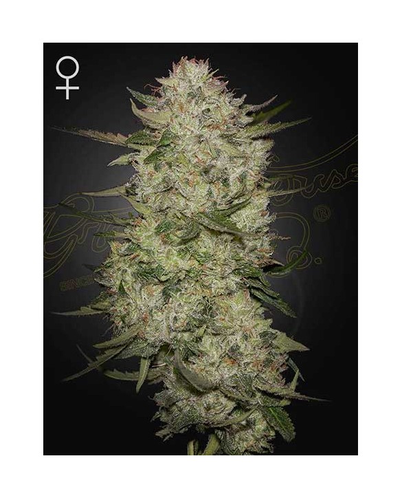 HighCloudZ Auto | Green House Seeds