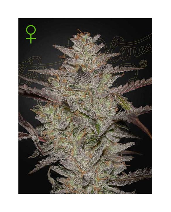 AlienZ Auto | Green House Seeds AlienZ Auto | Green House Seeds