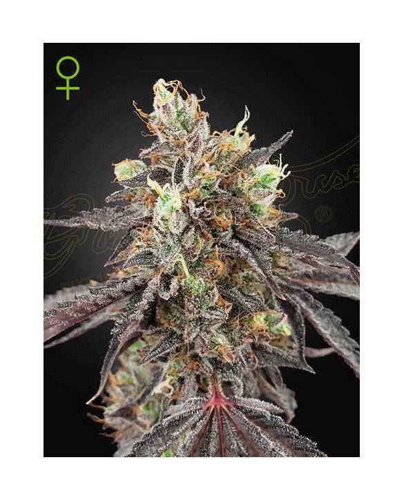 Gelato 41 x Gelato 41 Auto | Green House Seeds Gelato 41 x Gelato 41 Auto | Green House Seeds