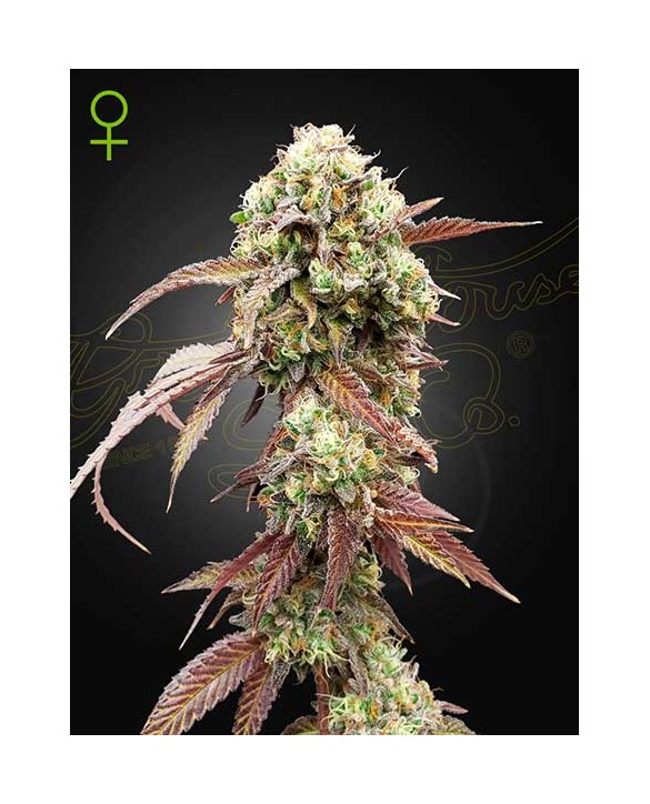 West Coast OG x Gelato Auto 41 | Green House Seeds West Coast OG x Gelato Auto 41 | Green House Seeds