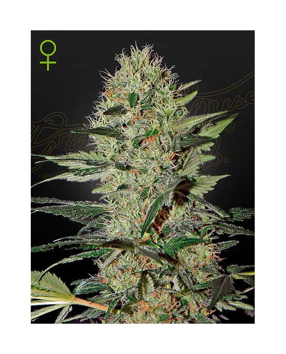 Exodus Cheese Auto | Green House Seeds Exodus Cheese Auto | Green House Seeds