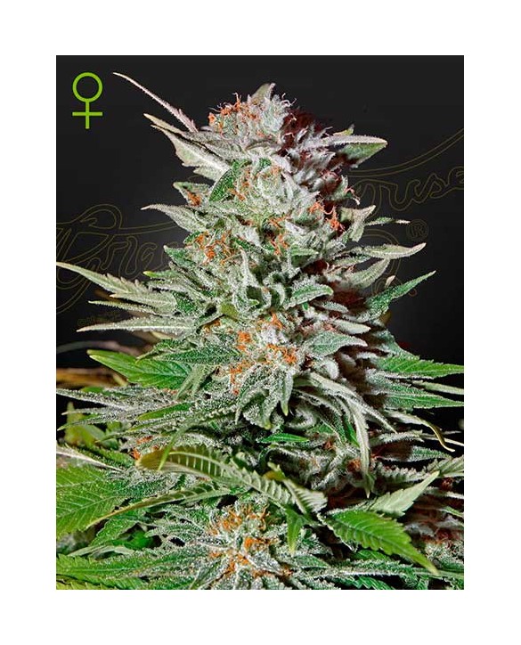 Super Lemon Haze Auto | Green House Seeds