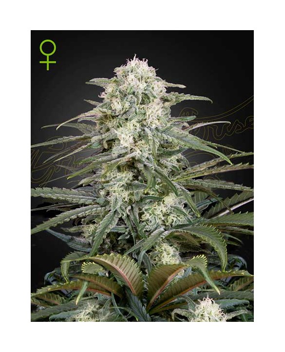 Kalashnikova Auto | Green House Seeds Kalashnikova Auto | Green House Seeds