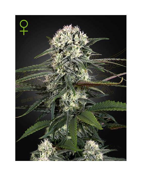 Auto Bomb | Green House Seeds