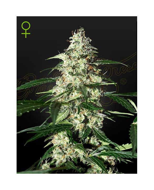 Skunk Auto | Green House Seeds