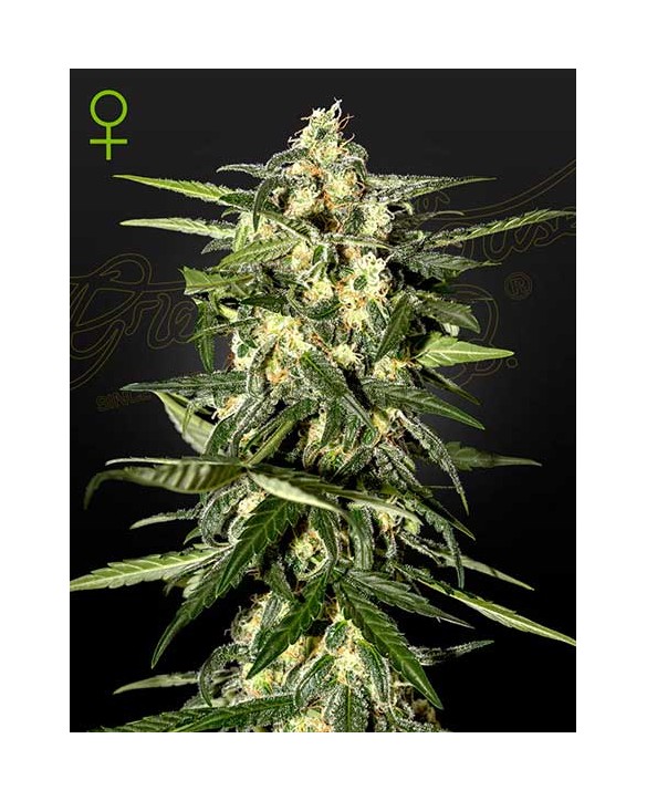 Jack Herer Auto | Green House Seeds Jack Herer Auto | Green House Seeds