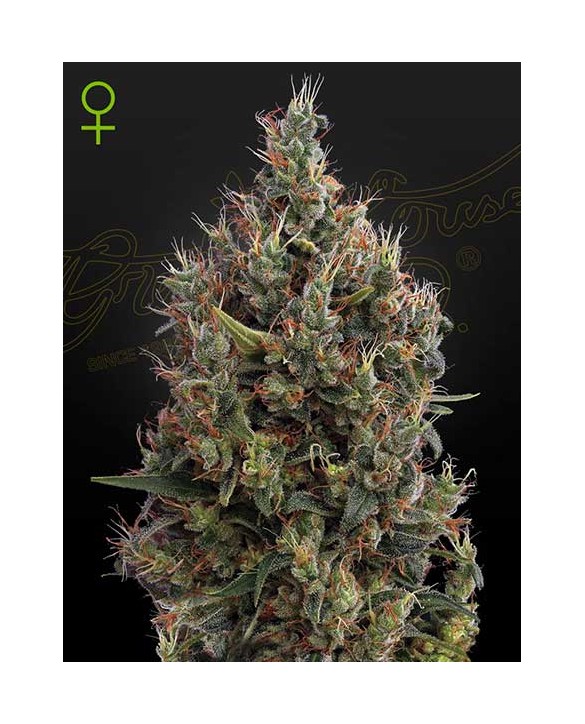 Big Bang Auto | Green House Seeds