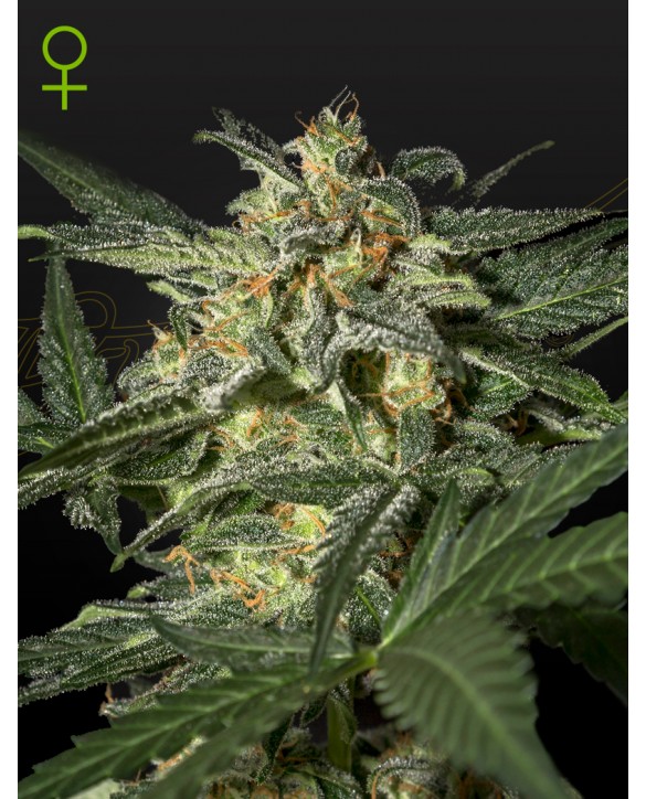 White Widow Auto | Green House Seeds White Widow Auto | Green House Seeds