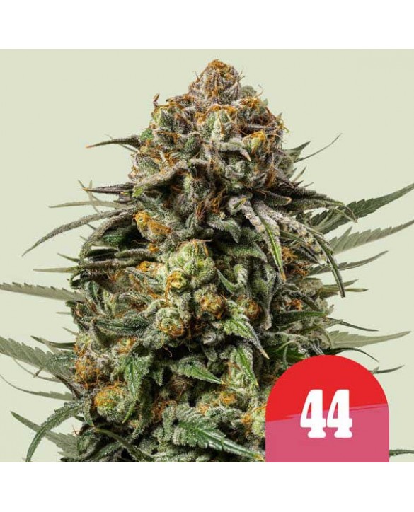 Gelato 44 | Royal Queen Seeds Gelato 44 | Royal Queen Seeds