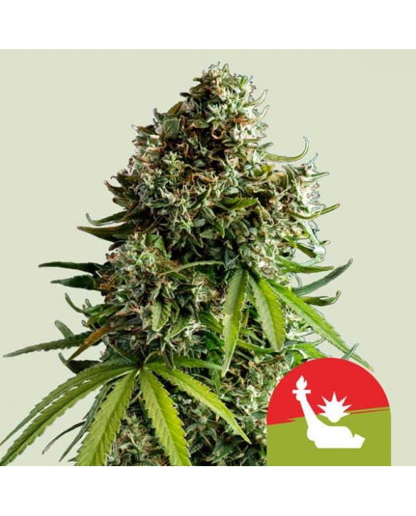 NYC Sour D Auto | Royal Queen Seeds