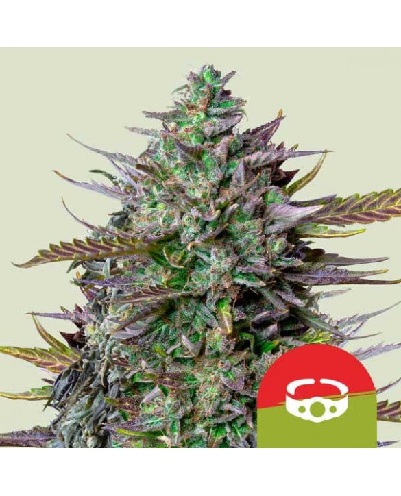 GOAT'lato Auto | Royal Queen Seeds GOAT'lato Auto | Royal Queen Seeds