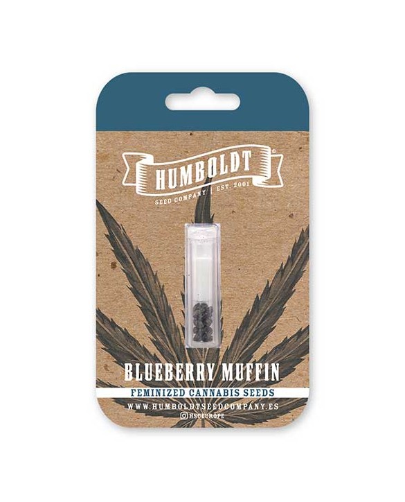 Blueberry Muffin | Humboldt Seed Company