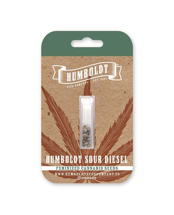 Humboldt Sour Diesel | Humboldt Seed Company Humboldt Sour Diesel | Humboldt Seed Company