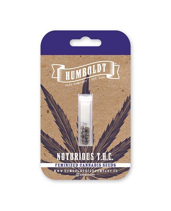 Notorious THC | Humboldt Seed Company Notorious THC | Humboldt Seed Company