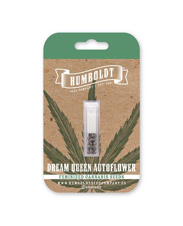 Dream Queen Auto | Humboldt Seed Company