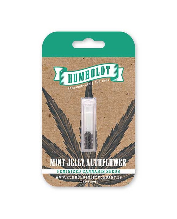 Mint Jelly Auto | Humboldt Seed Company