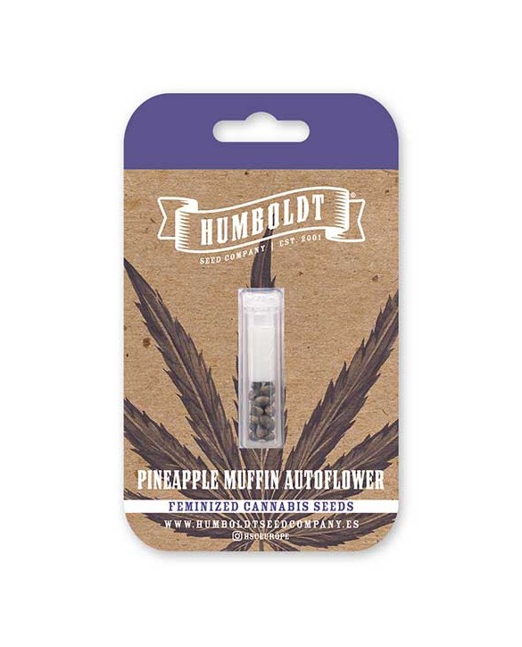 Pineapple Muffin Auto | Humboldt Seed Company Pineapple Muffin Auto | Humboldt Seed Company