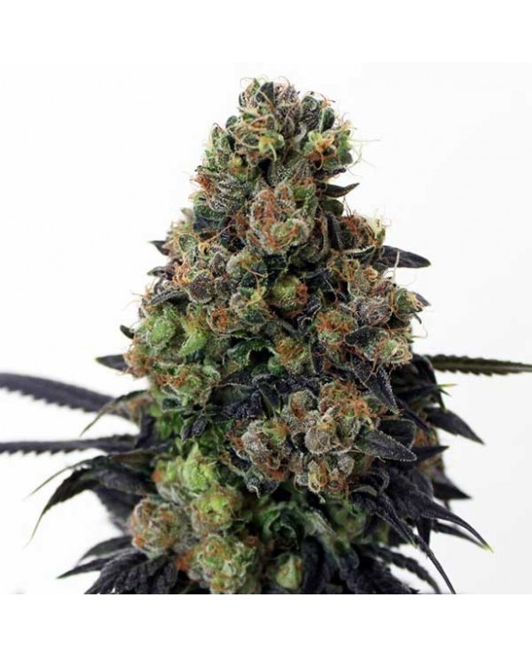 Acid Dough | Ripper Seeds