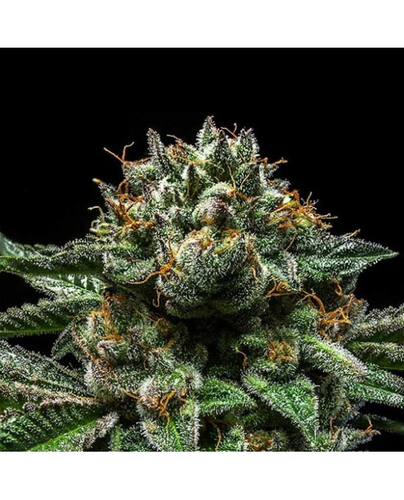 Chempie | Ripper Seeds Chempie | Ripper Seeds