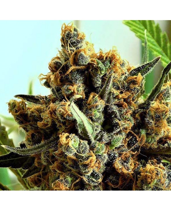 Criminal+ | Ripper Seeds Criminal+ | Ripper Seeds