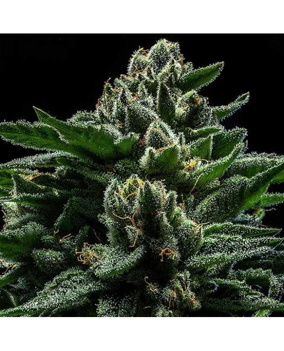Do-G | Ripper Seeds
