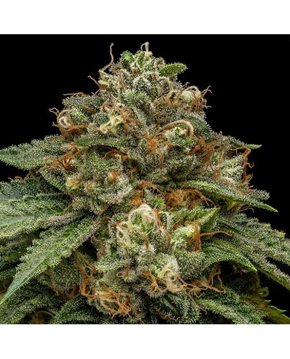Kroma | Ripper Seeds