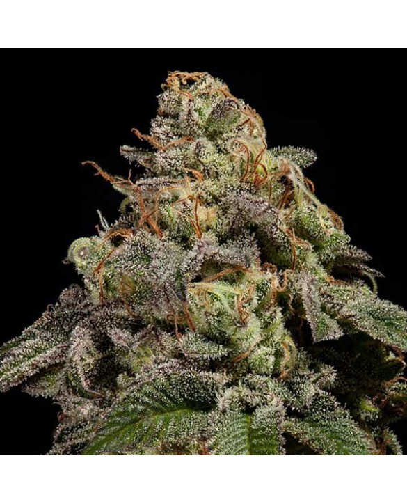 OMG | Ripper Seeds OMG | Ripper Seeds