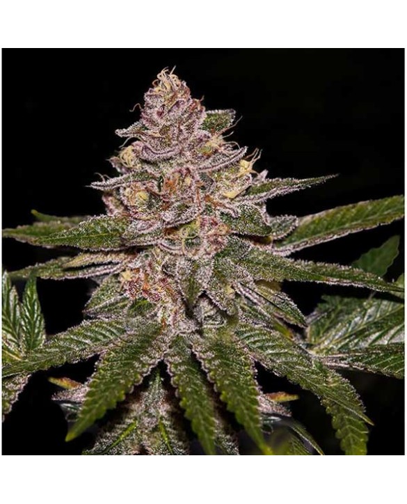 Radical Juice | Ripper Seeds
