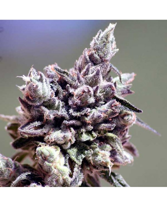 Washing Machine | Ripper Seeds Washing Machine | Ripper Seeds
