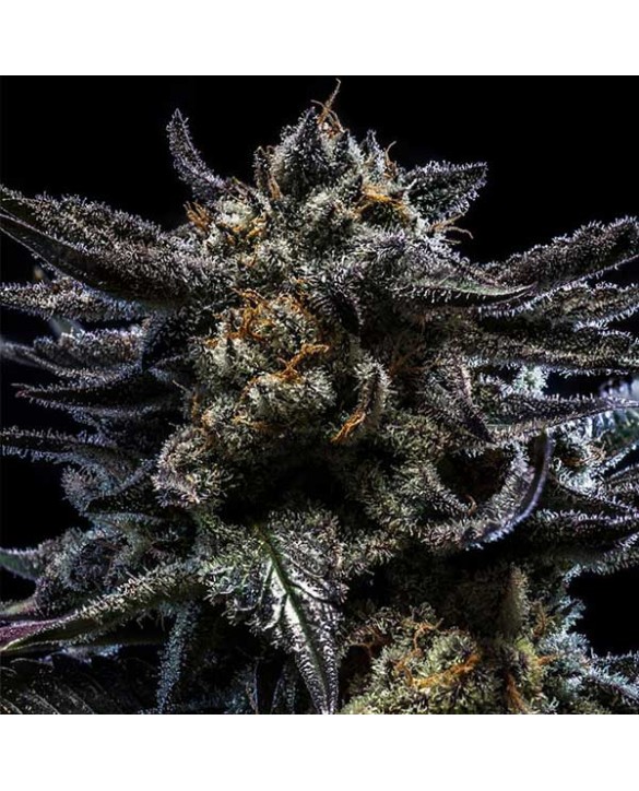 Zombie Kush | Ripper Seeds Zombie Kush | Ripper Seeds