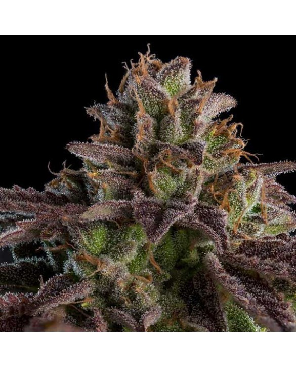 Kmintz Auto | Ripper Seeds