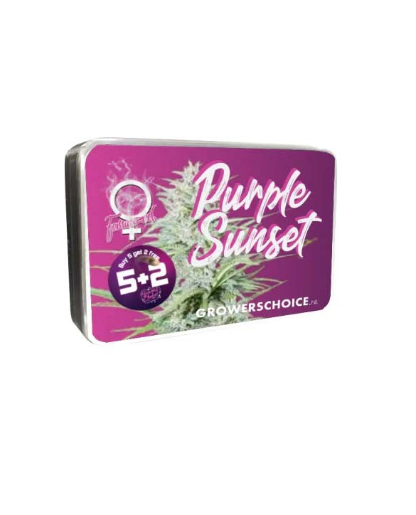 Purple Sunset | Growers Choice Purple Sunset | Growers Choice