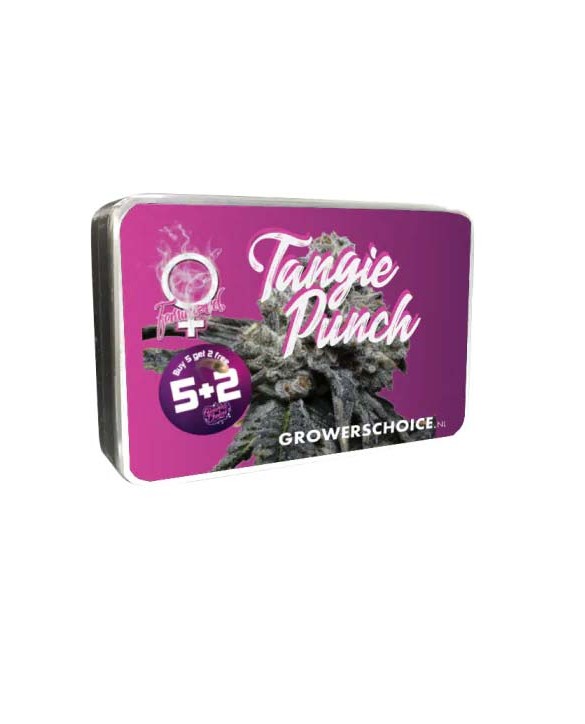 Tangie Punch | Growers Choice Tangie Punch | Growers Choice
