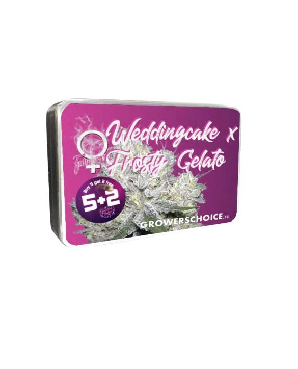 Weddingcake x Frosty Gelato | Growers Choice Weddingcake x Frosty Gelato | Growers Choice