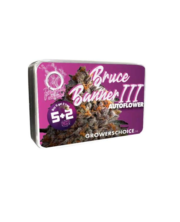 Bruce Banner Autoflower | Growers Choice