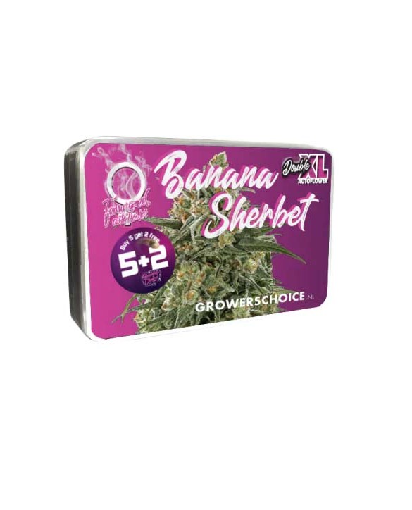 Double XL Banana Sherbet Autoflower | Growers Choice Double XL Banana Sherbet Autoflower | Growers Choice