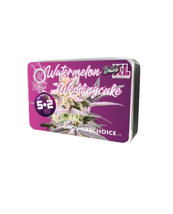 Double XL Watermelon Weddingcake Autoflower | Growers Choice Double XL Watermelon Weddingcake Autoflower | Growers Choice