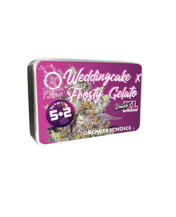 Double XL Weddingcake x Frosty Gelato Autoflower | Growers Choice Double XL Weddingcake x Frosty Gelato Autoflower | Growers Choice