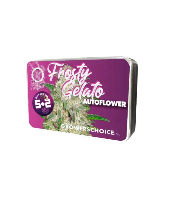 Frosty Gelato Autoflower | Growers Choice Frosty Gelato Autoflower | Growers Choice