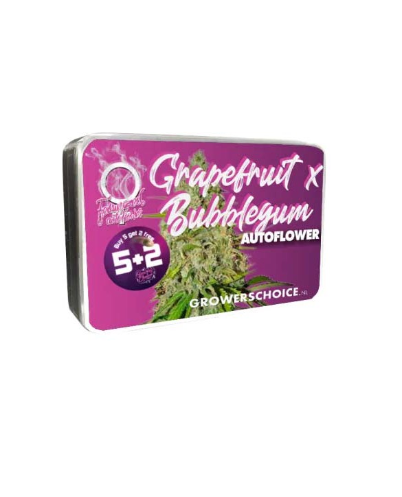 Grapefruit x Bubblegum Autoflower | Growers Choice Grapefruit x Bubblegum Autoflower | Growers Choice