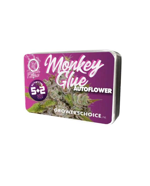 Monkey Glue Autoflower | Growers Choice