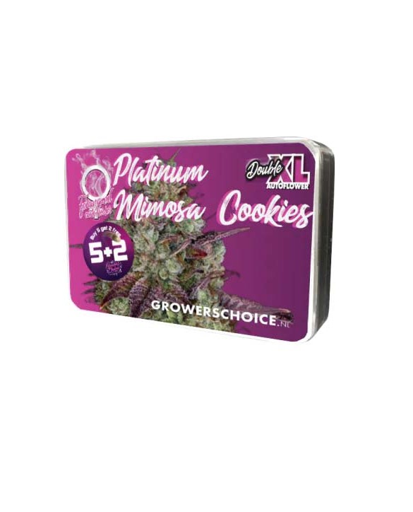 Platinum Mimosa Cookies Double XL Autoflower | Growers Choice Platinum Mimosa Cookies Double XL Autoflower | Growers Choice
