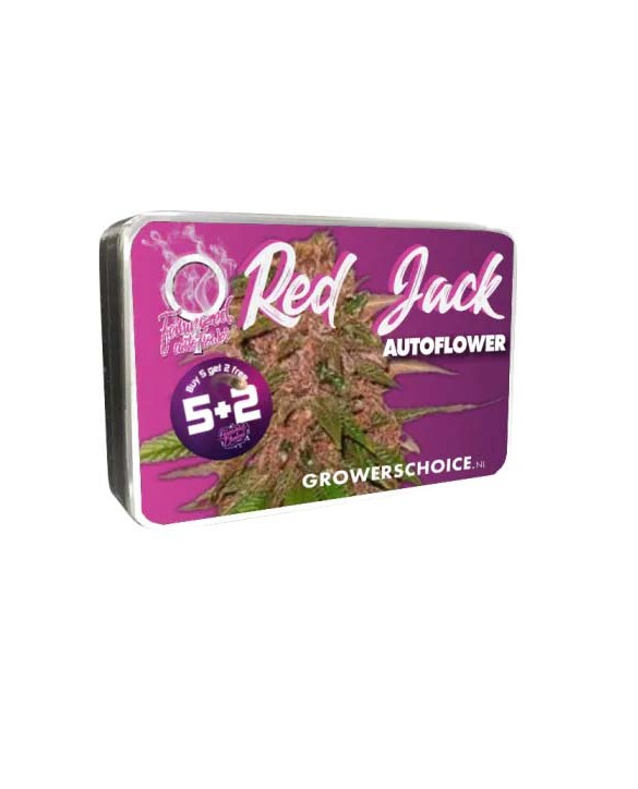 Red Jack Autoflower | Growers Choice Red Jack Autoflower | Growers Choice