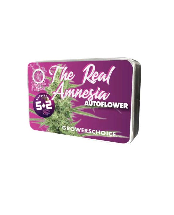 The Real Amnesia Autoflower | Growers Choice The Real Amnesia Autoflower | Growers Choice