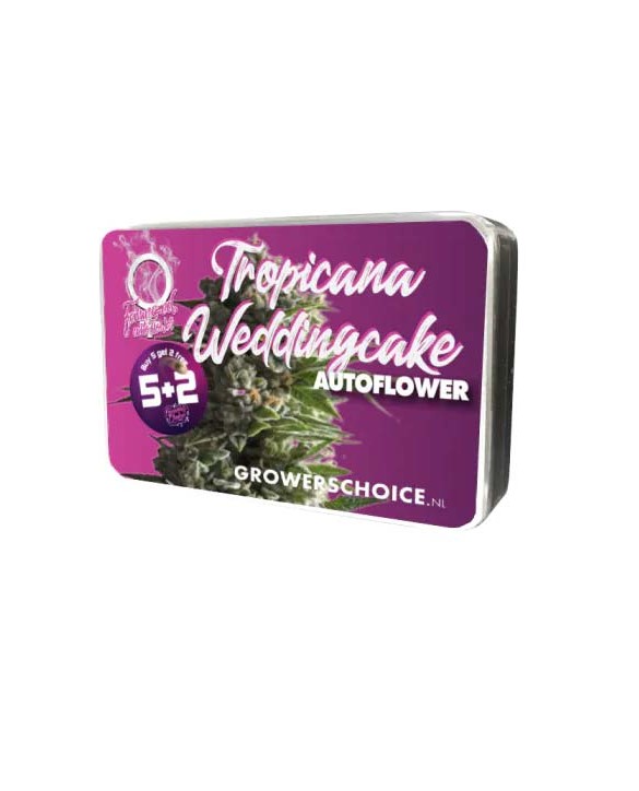Tropicana Weddingcake Autoflower | Growers Choice Tropicana Weddingcake Autoflower | Growers Choice